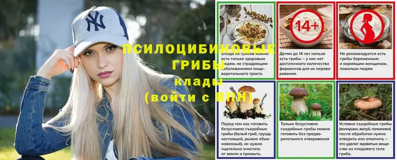 купить наркоту  Лихославль  мега ТОР  Псилоцибиновые грибы Psilocybe 